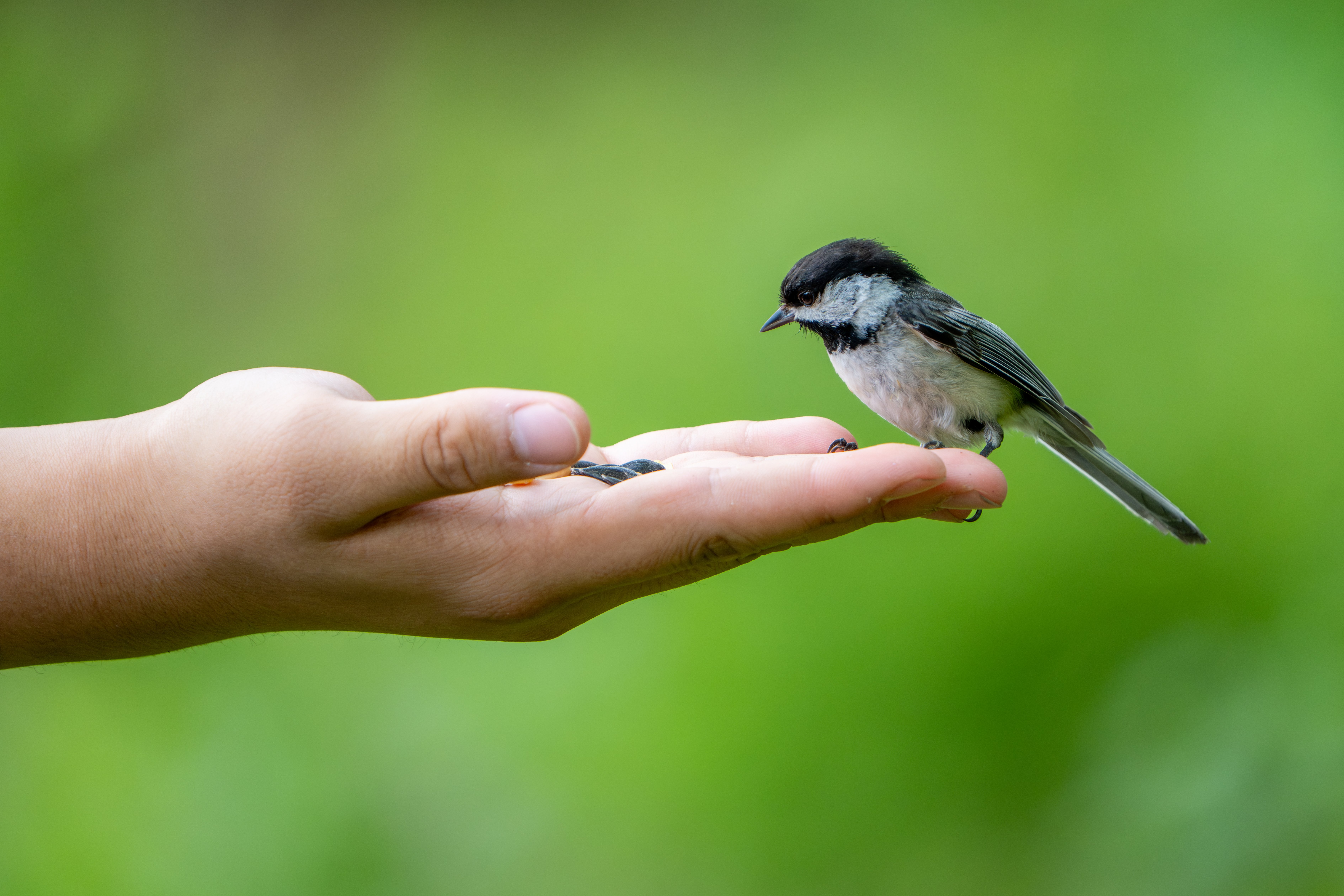 Birds Birbs and Borbs